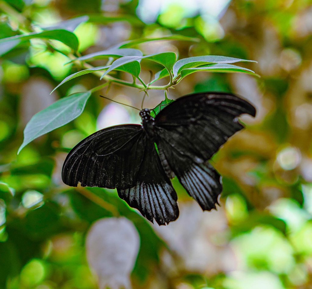 joli-papillon noir